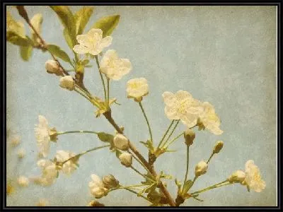Картина Белые цветы (White flowers) №8
