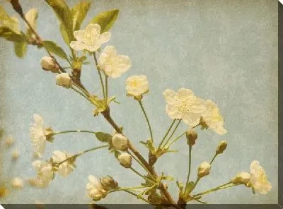 Постер Белые цветы (White flowers) №8