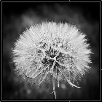 Одуванчик (Dandelion) №3