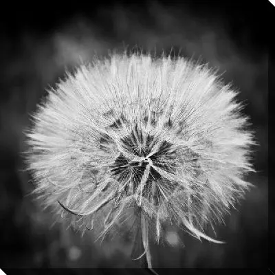 Одуванчик (Dandelion) №3