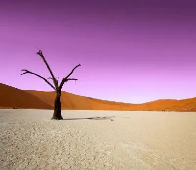 Плакат Дерево в пустыне (Tree in the desert) №2