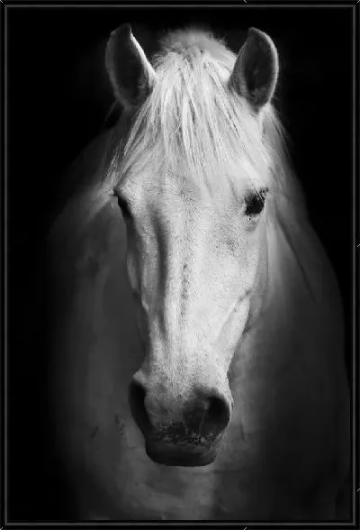 Картина Лошадь (Horse) №12