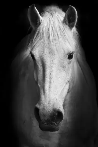 шаблон id 34