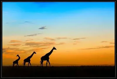 Картина Жирафы в Африке (Giraffes in Africa) №2
