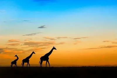 Плакат Жирафы в Африке (Giraffes in Africa) №2