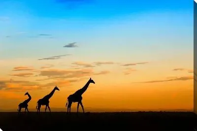 Постер Жирафы в Африке (Giraffes in Africa) №2