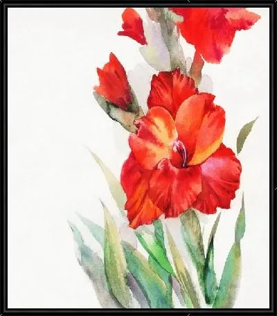 Картина Гладиолус (Gladiolus)