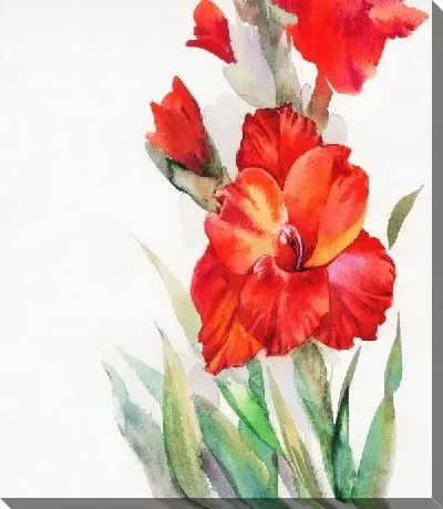 Гладиолус (Gladiolus)