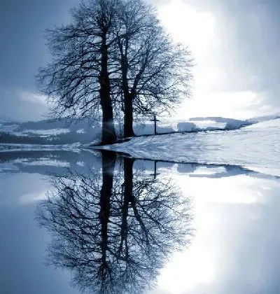 Плакат Деревья у озера (Trees by the lake)
