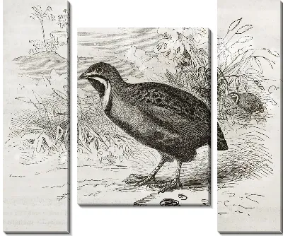 Модульная картина Птица (Bird) №11
