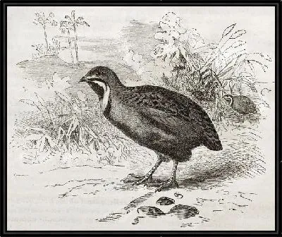 Картина Птица (Bird) №11