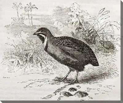 Постер Птица (Bird) №11