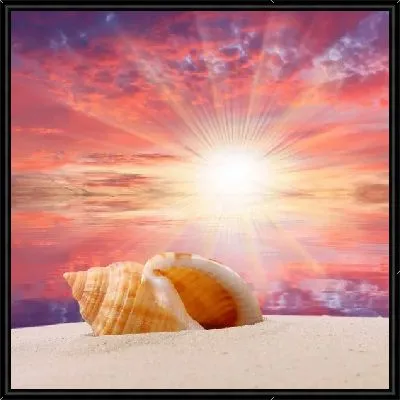 Картина Ракушки (Shells) №4