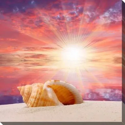 Постер Ракушки (Shells) №4