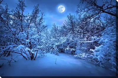 Постер Заснеженный лес ночью (Snowy forest at night)