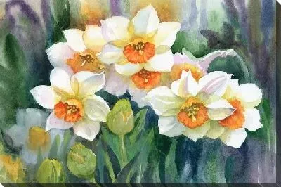 Постер Нарциссы (Daffodils)