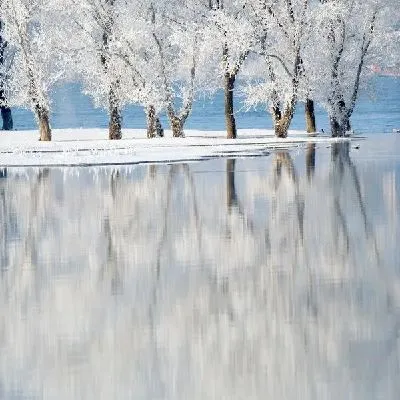 Плакат Деревья на берегу озера (Trees by the lake)