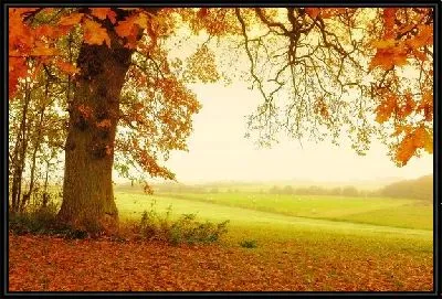 Картина Дерево осенью (Tree in autumn) №2