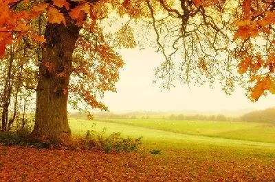 Плакат Дерево осенью (Tree in autumn) №2