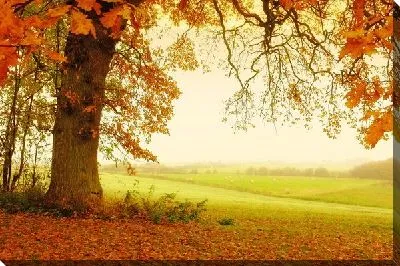 Постер Дерево осенью (Tree in autumn) №2