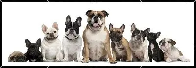 Картина Бульдоги (Bulldogs)