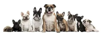 Плакат Бульдоги (Bulldogs)