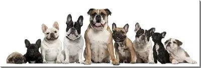 Постер Бульдоги (Bulldogs)