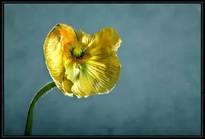 Картина Желтый цветок (Yellow flower) №2