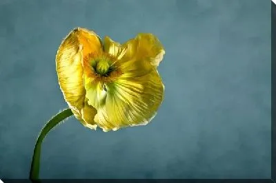 Постер Желтый цветок (Yellow flower) №2