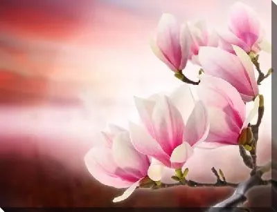 Постер Белые цветы (White flowers) №10