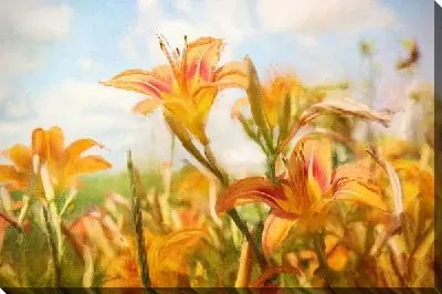 Постер Оранжевые цветы (Orange flowers)