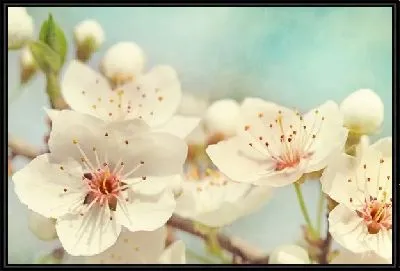 Картина Белые цветы (White flowers) №11