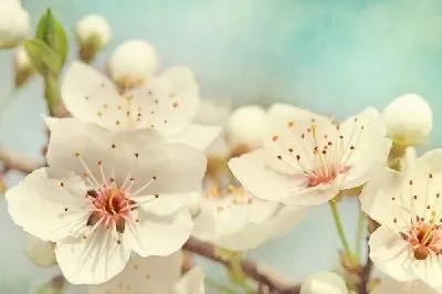 Плакат Белые цветы (White flowers) №11