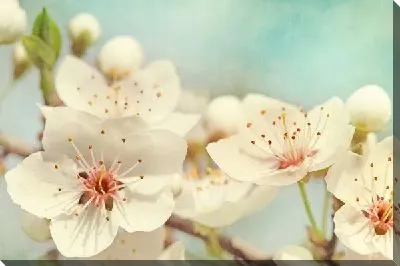 Постер Белые цветы (White flowers) №11