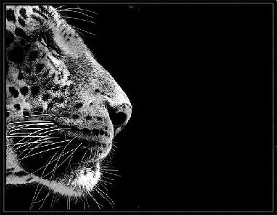 Леопард (Leopard) №11