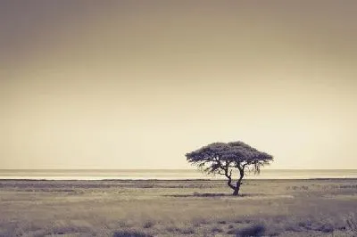 Плакат Дерево в Африке (Tree in Africa) №3