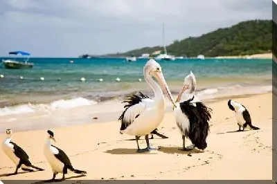 Постер Пеликаны (Pelicans)