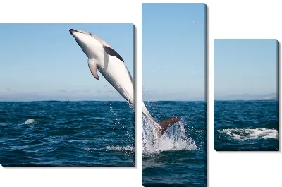 Модульная картина Дельфин (Dolphin) №3