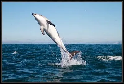 Картина Дельфин (Dolphin) №3