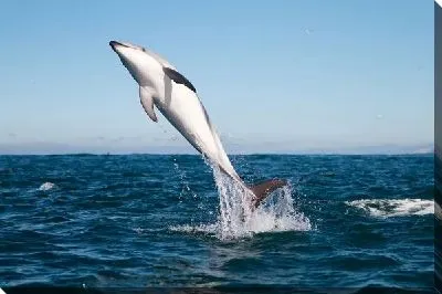 Постер Дельфин (Dolphin) №3