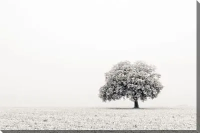 Постер Дерево (Tree) №26