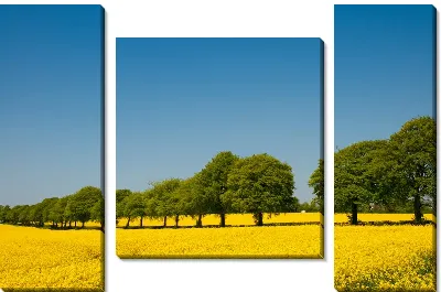 Модульная картина Деревья рядом с полем желтых цветов (Trees next to the yellow flowers)