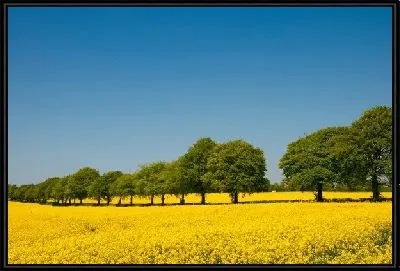 Картина Деревья рядом с полем желтых цветов (Trees next to the yellow flowers)