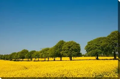 Постер Деревья рядом с полем желтых цветов (Trees next to the yellow flowers)