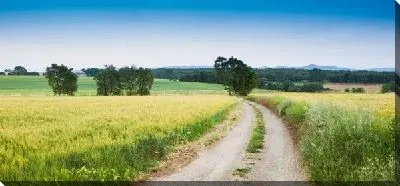 Постер Дорога в поле (Road in a field) №3