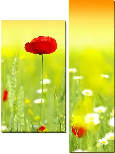 Модульная картина Мак в поле (Poppy in a field)