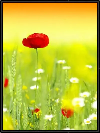 Картина Мак в поле (Poppy in a field)