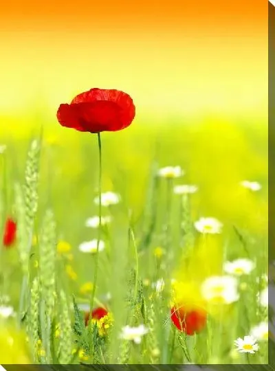 Постер Мак в поле (Poppy in a field)