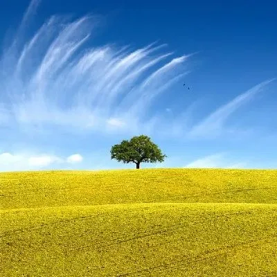 Плакат Поле (Field) №20