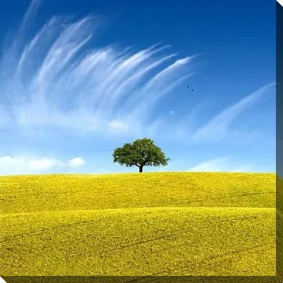 Постер Поле (Field) №20